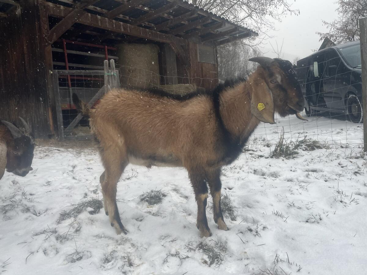 Anglo Nubier Ziegen Jungböcke, Herdbuch 3