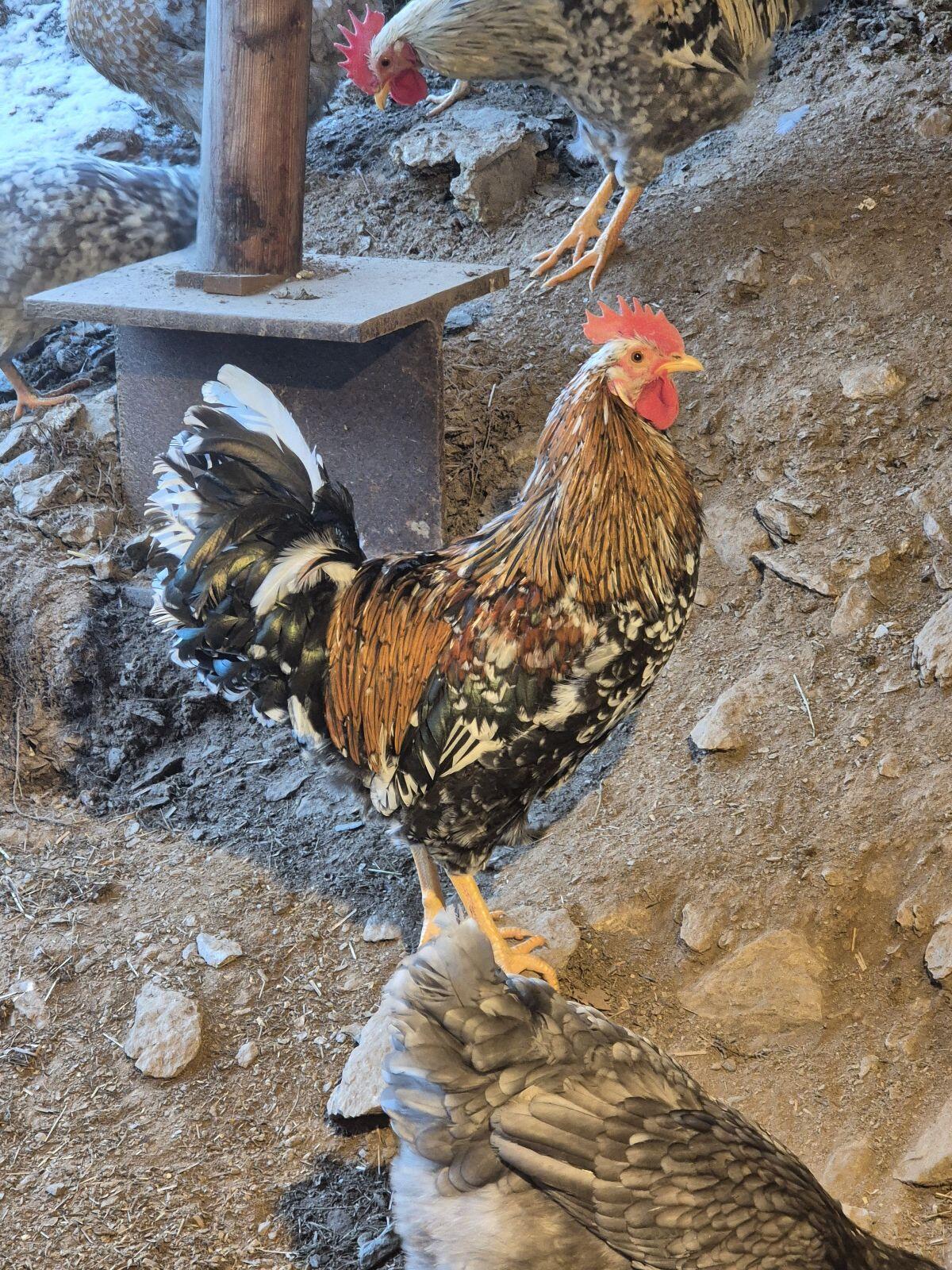 Schwedisches Blumenhuhn 3