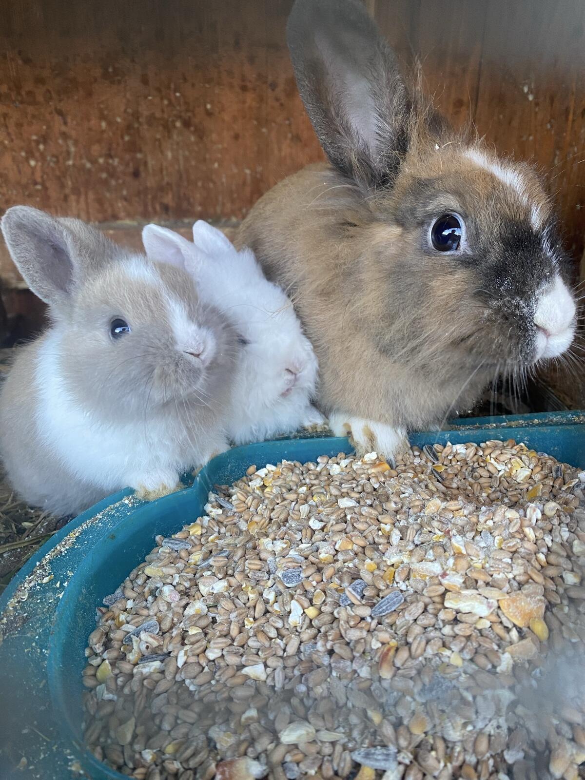 Zwergkaninchen (Löwenkopf) 3