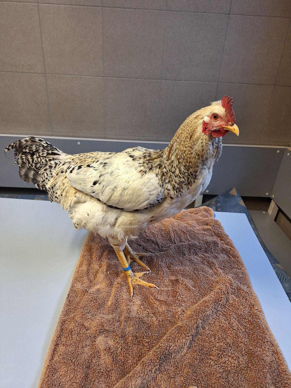 Junghähne zu verkaufen 2