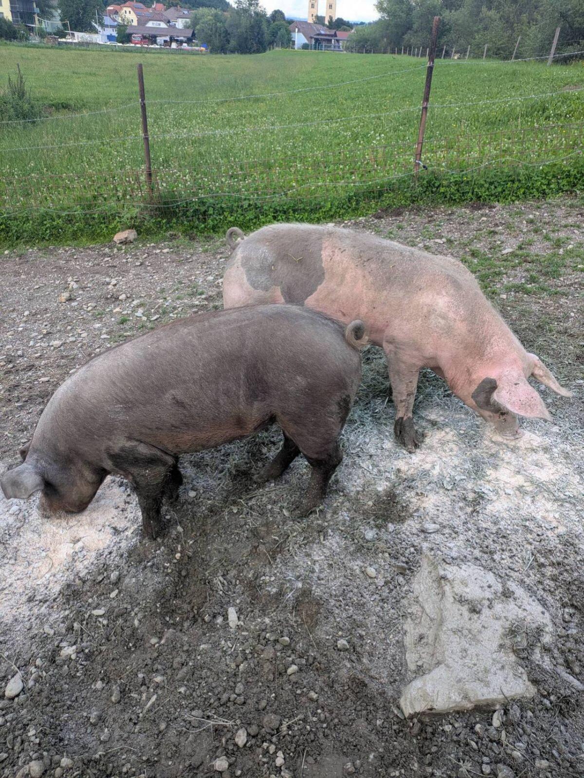 Schlachtschweine 2