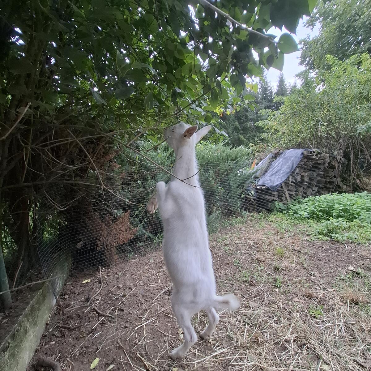 Ziegenböcke zu verkaufen 3