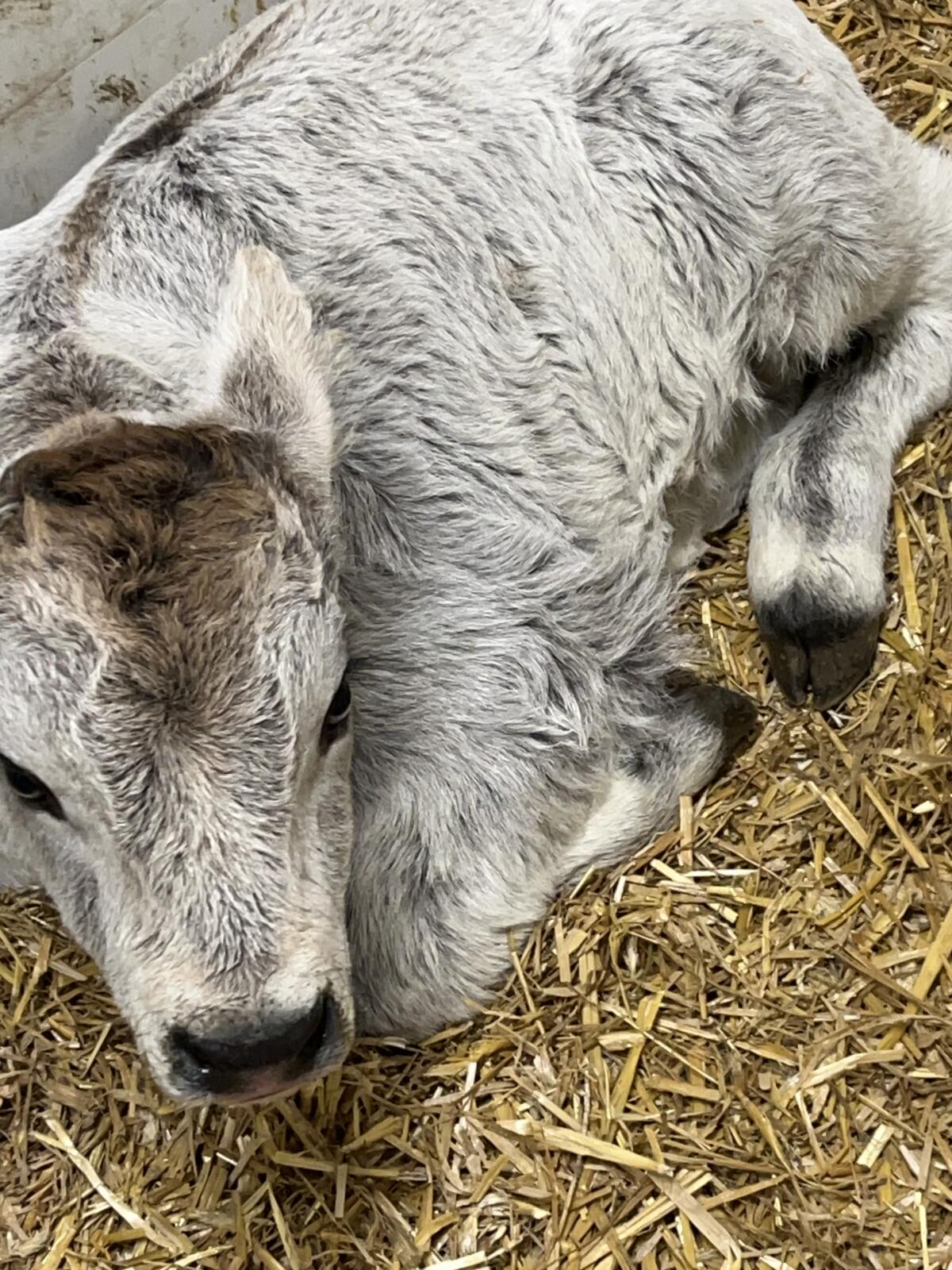 Mehrere Tiroler Grauvieh Stierkälber 3