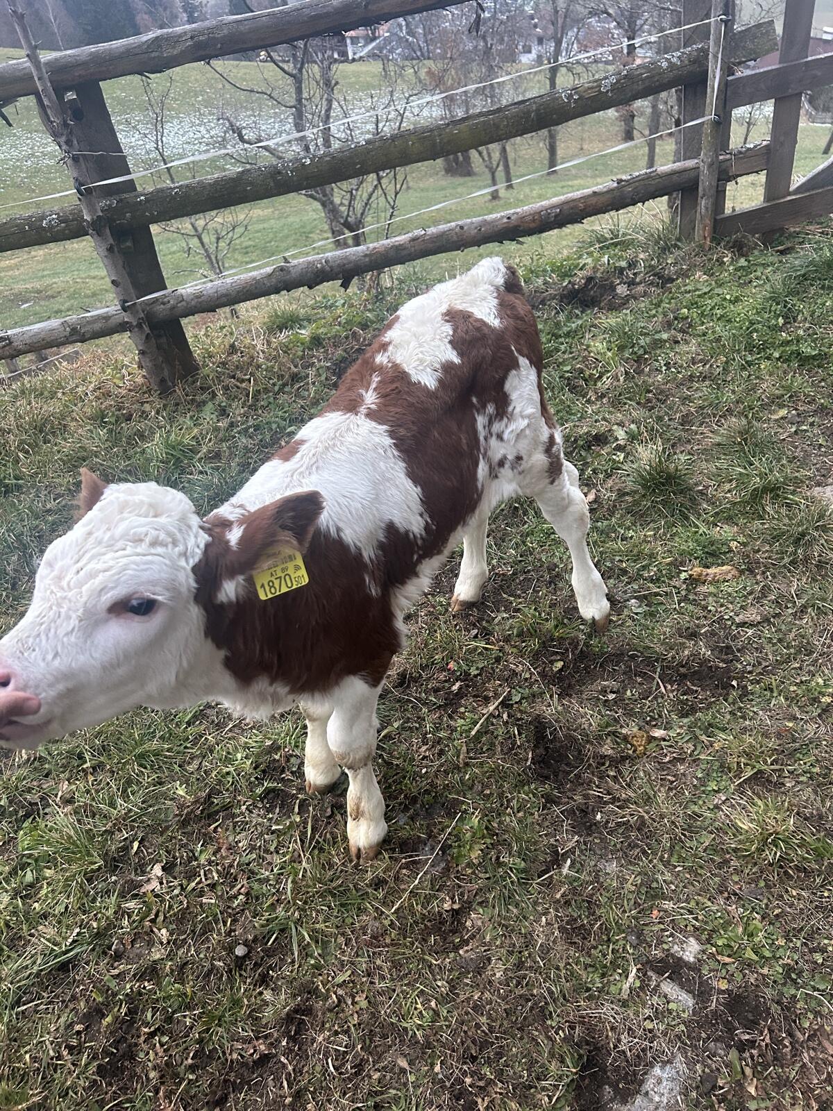 Verkaufe FL Kuhkalb 3