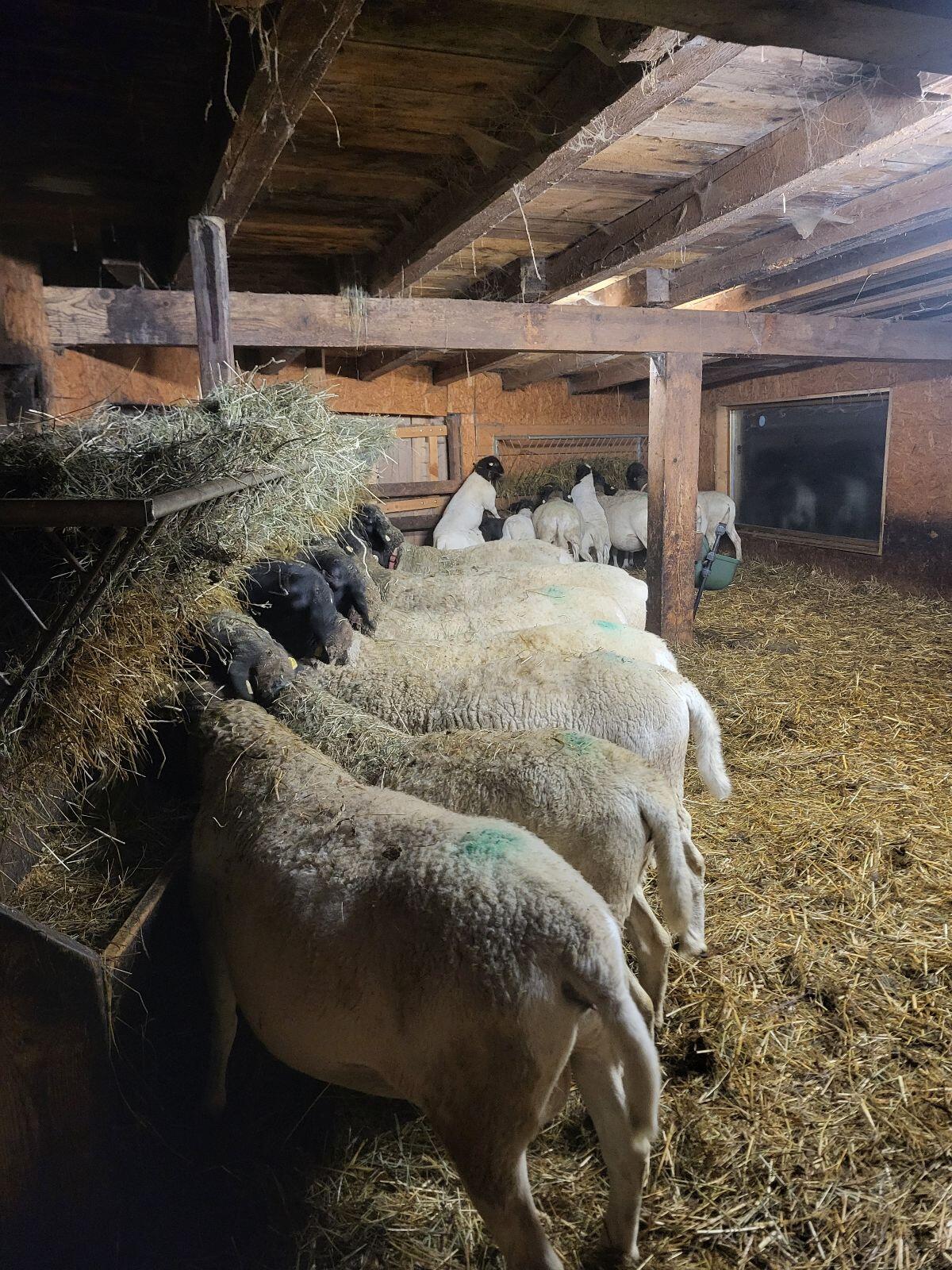 Reinrassige Dorper 2