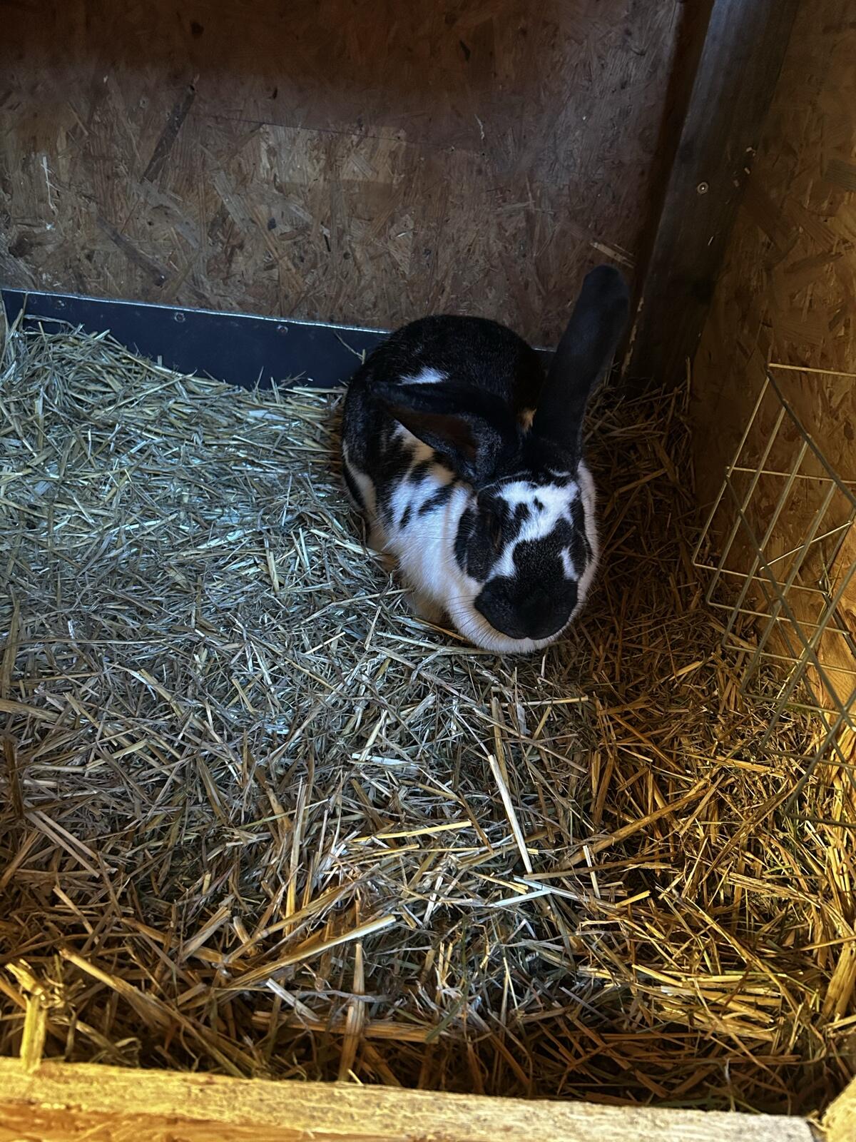 Verkaufe Rießenscheck Häsin 2