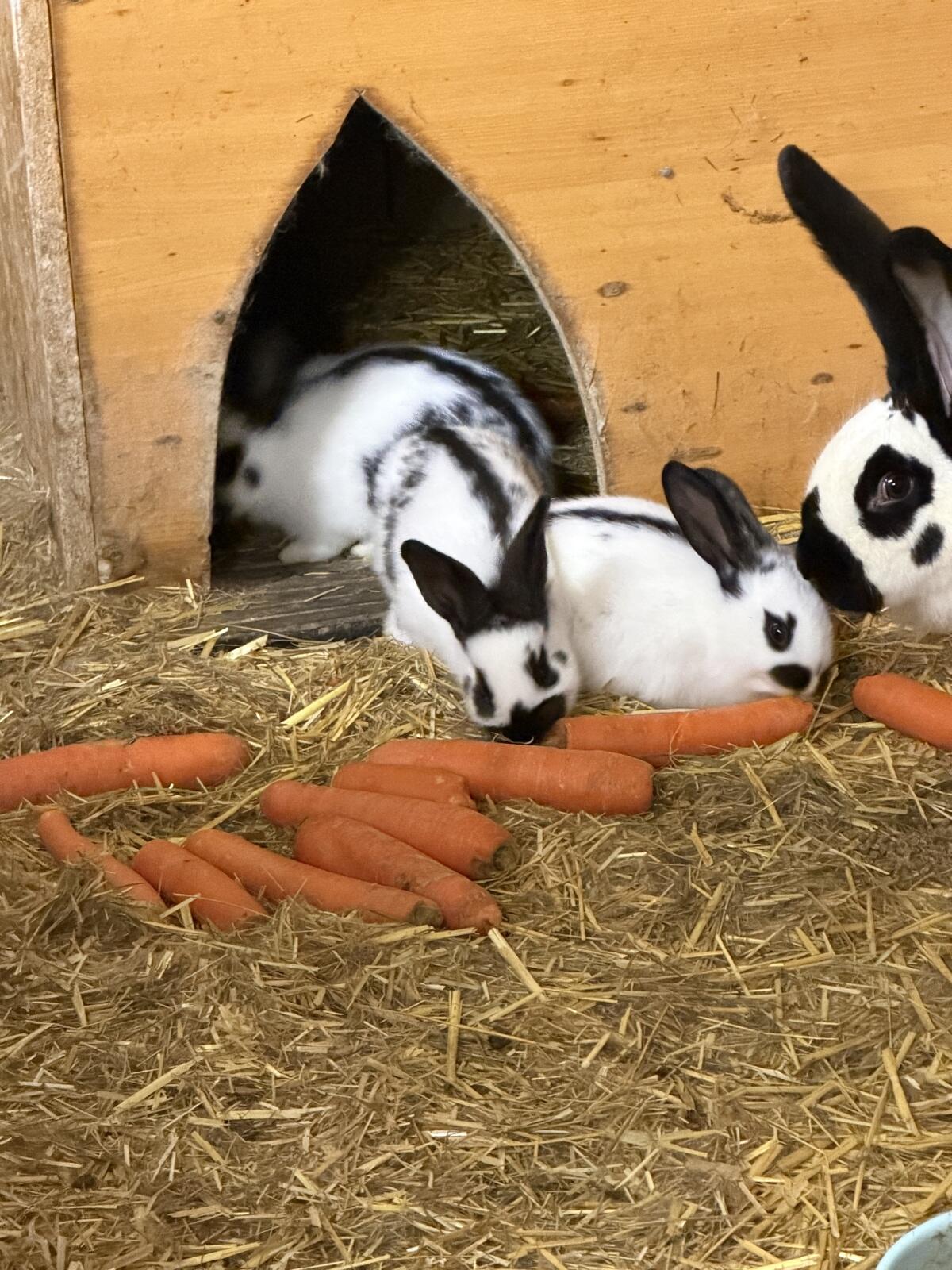 Junge Fleischhasen 3