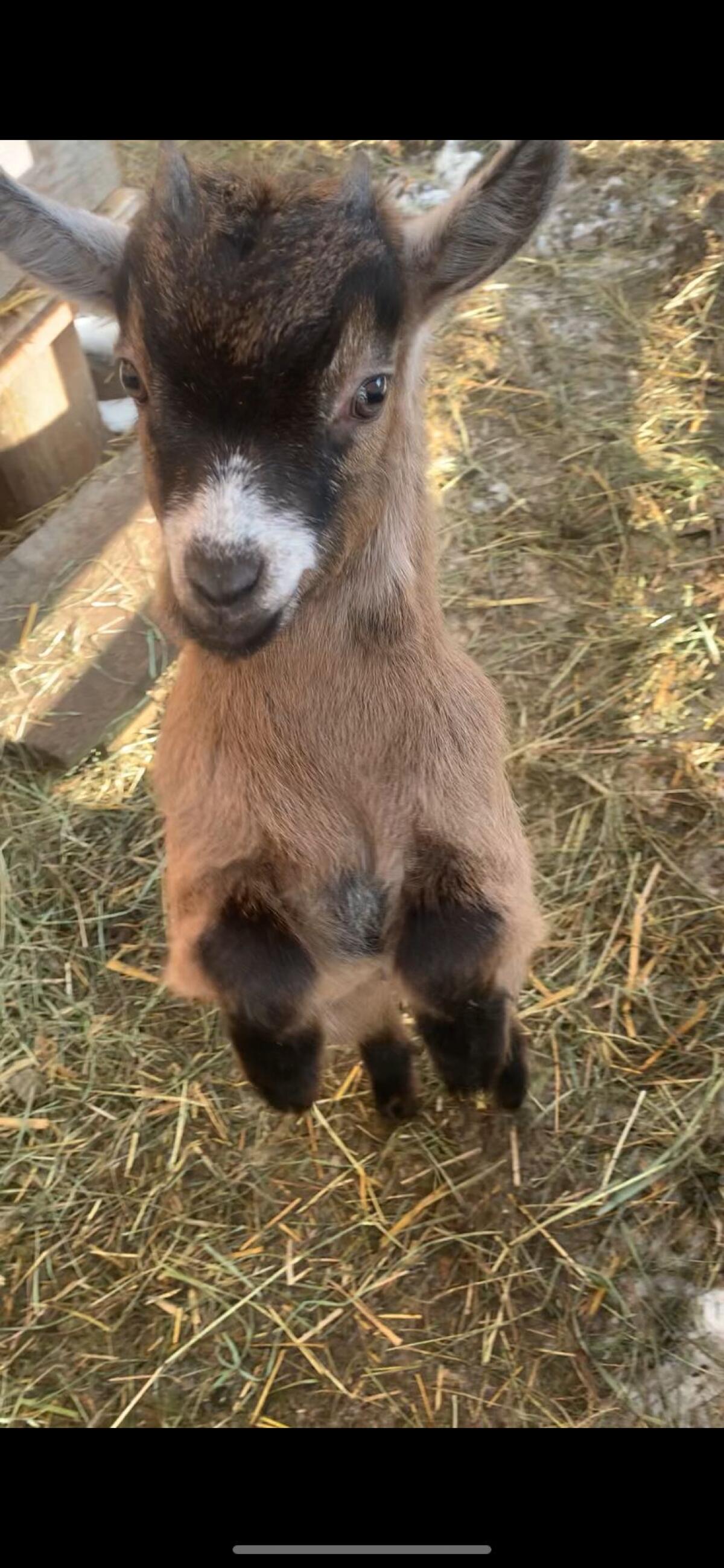 Mini-Zwergziegenbock 3