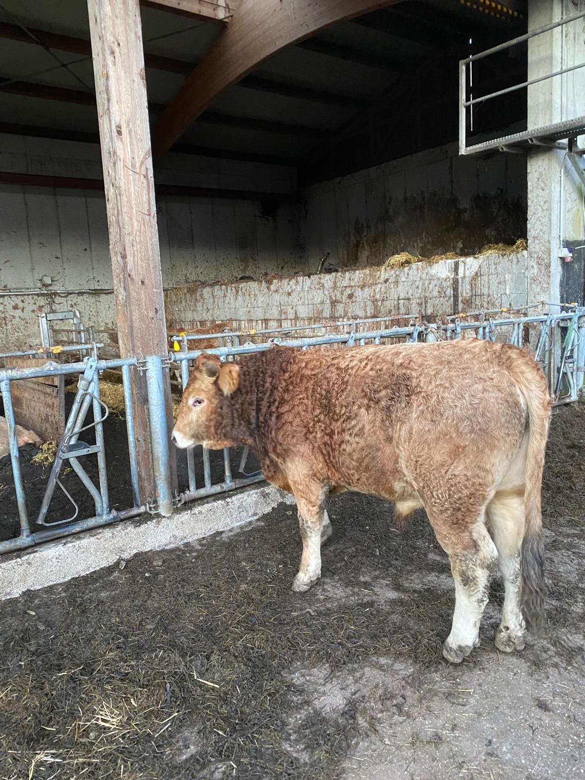 Murbodner BIO-Jungstiere 3