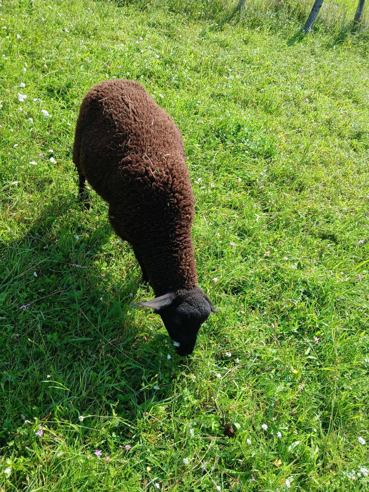 1x Jura Bock abzugeben 2