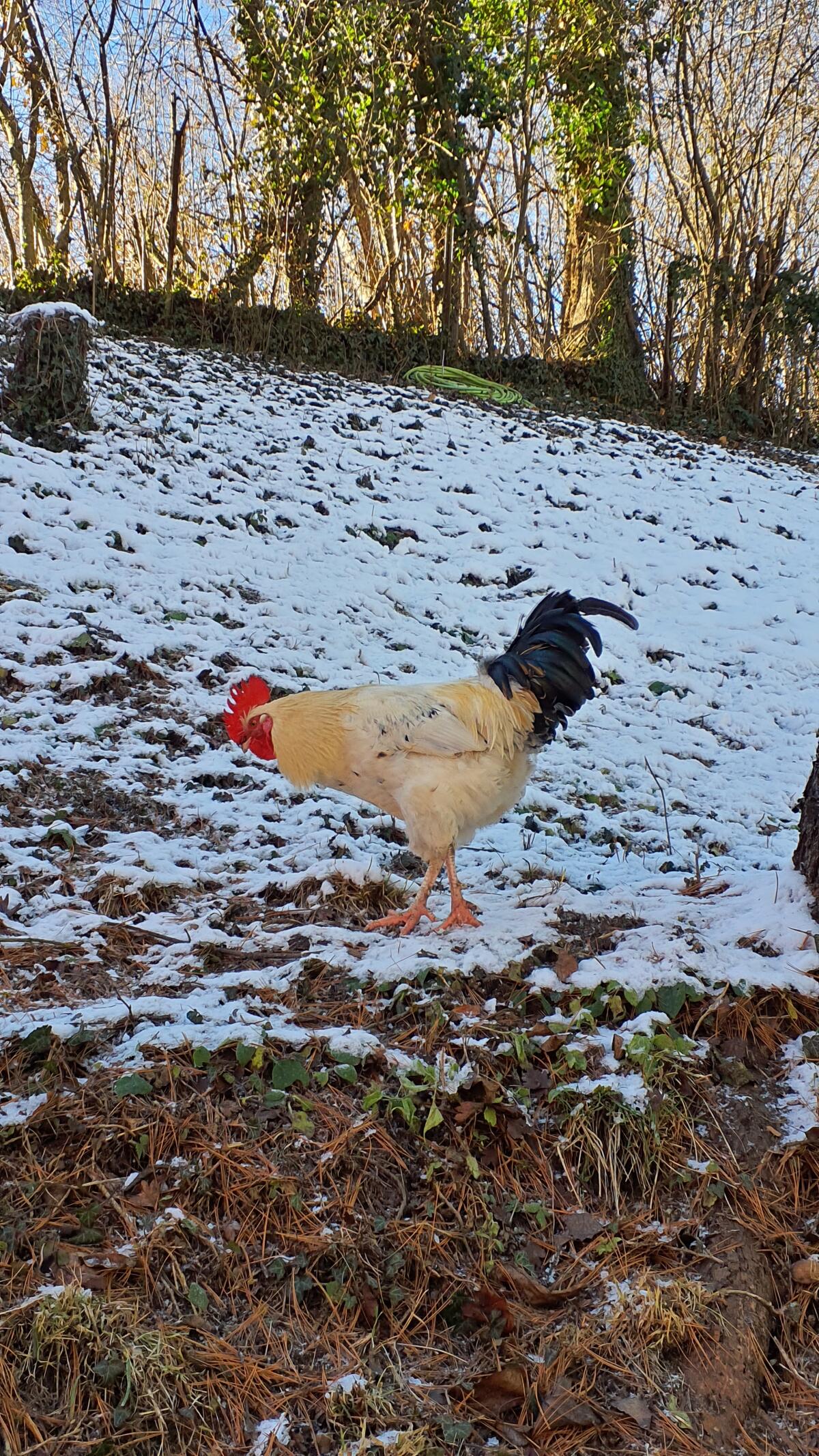 Junghähne suchen neues Zuhause 3