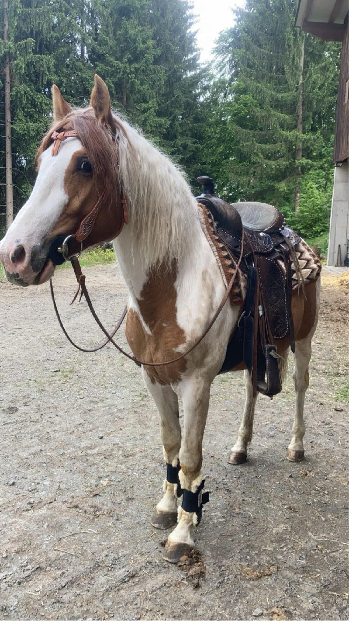 Braver Ponywallach 2