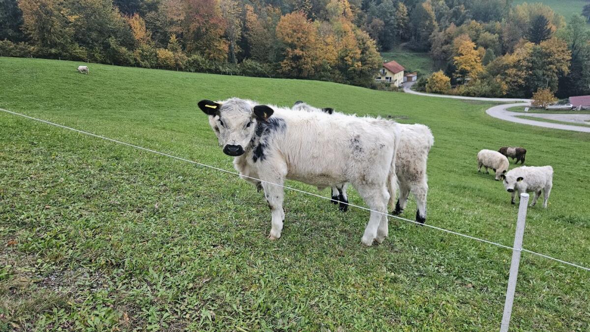 Bio Galloway Kuhkälber 3