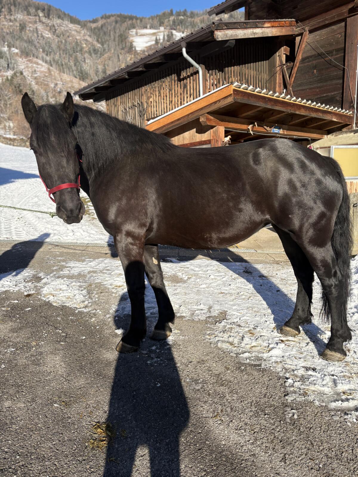 3-Jährige Noriker Stute 2