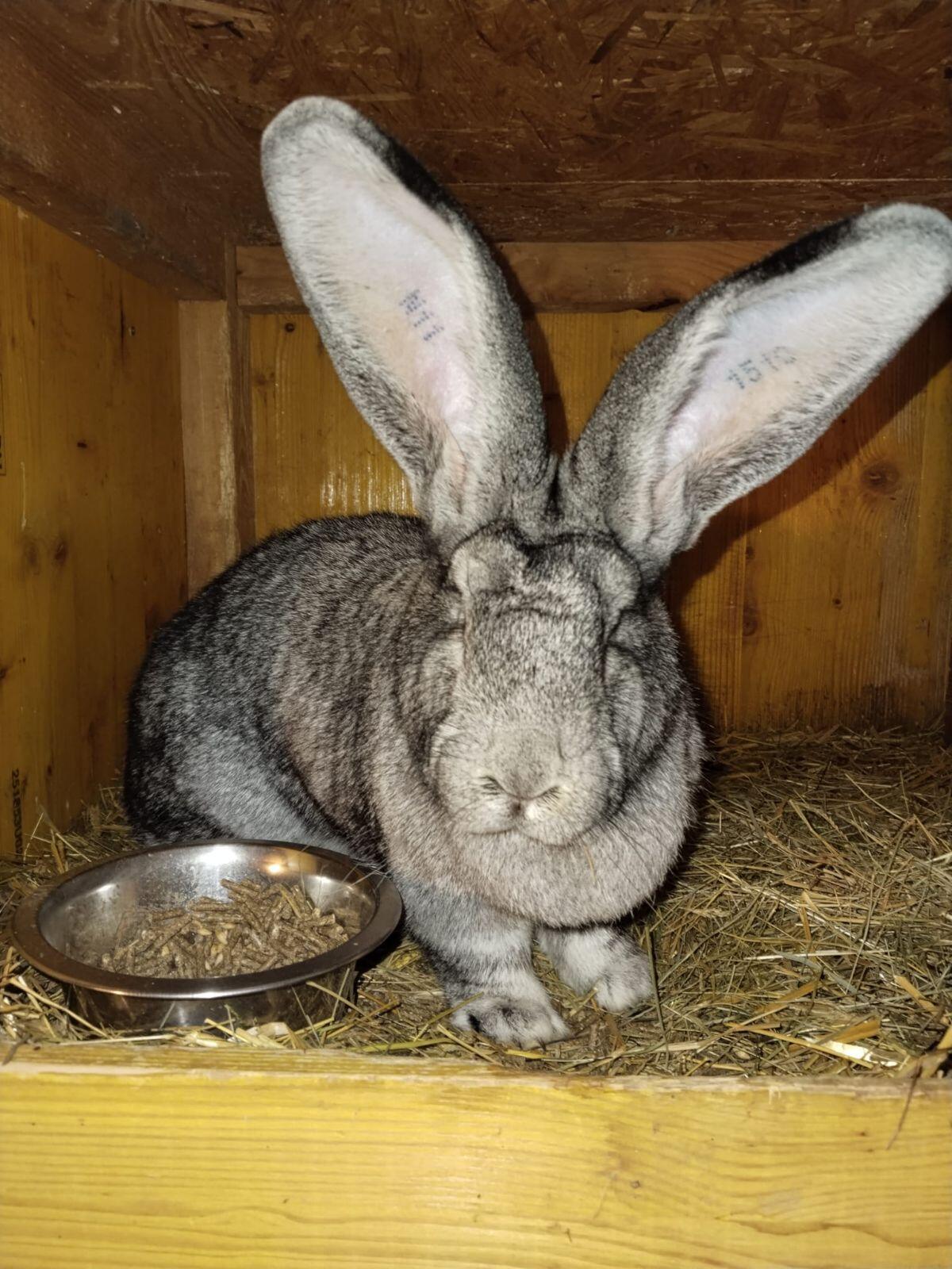 Großer Chin Häsin 2