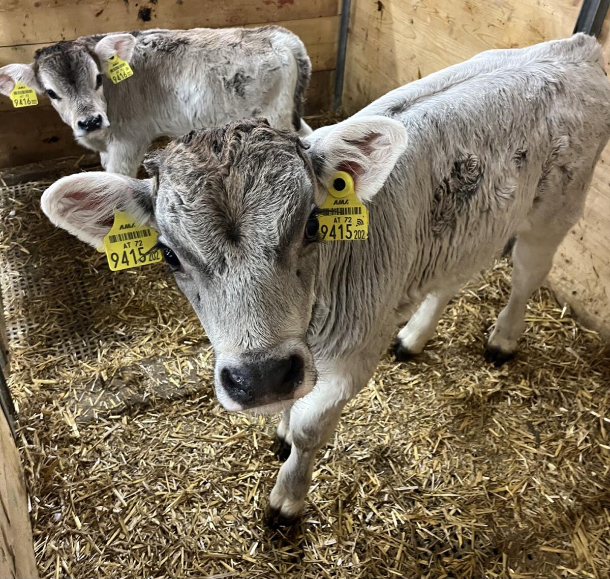 Mehrere Tiroler Grauvieh Stierkälber 2