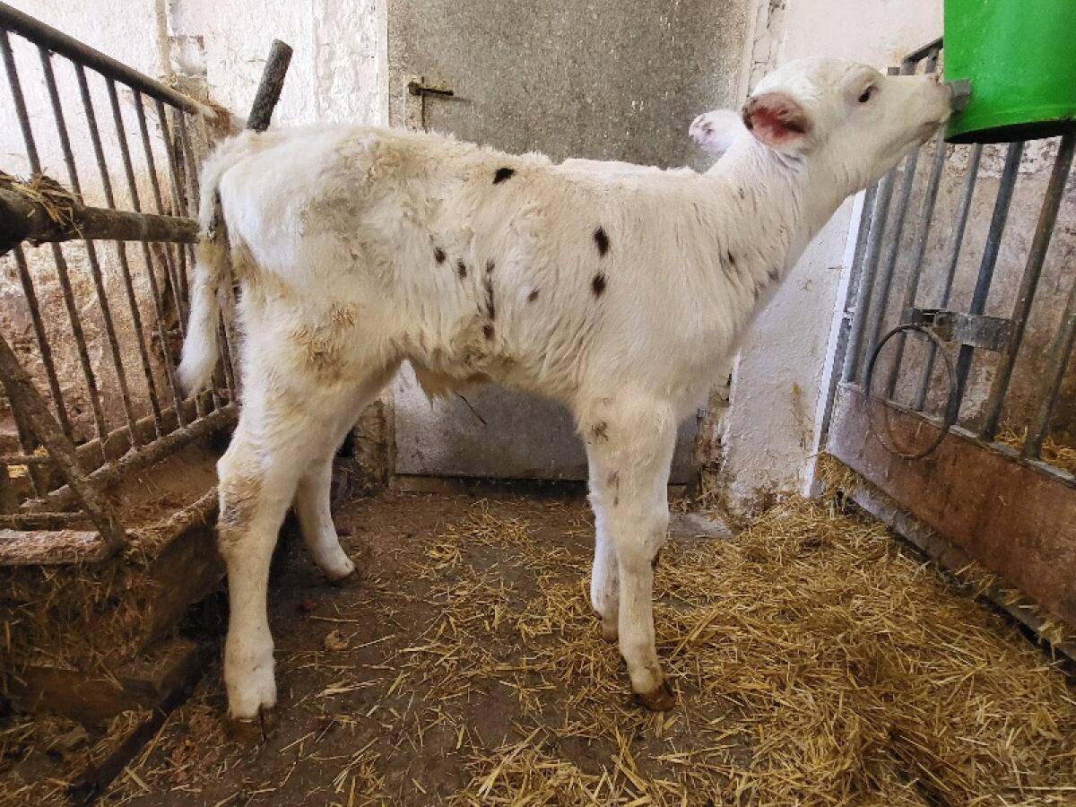 RF (Zucht)Stierkalb 2