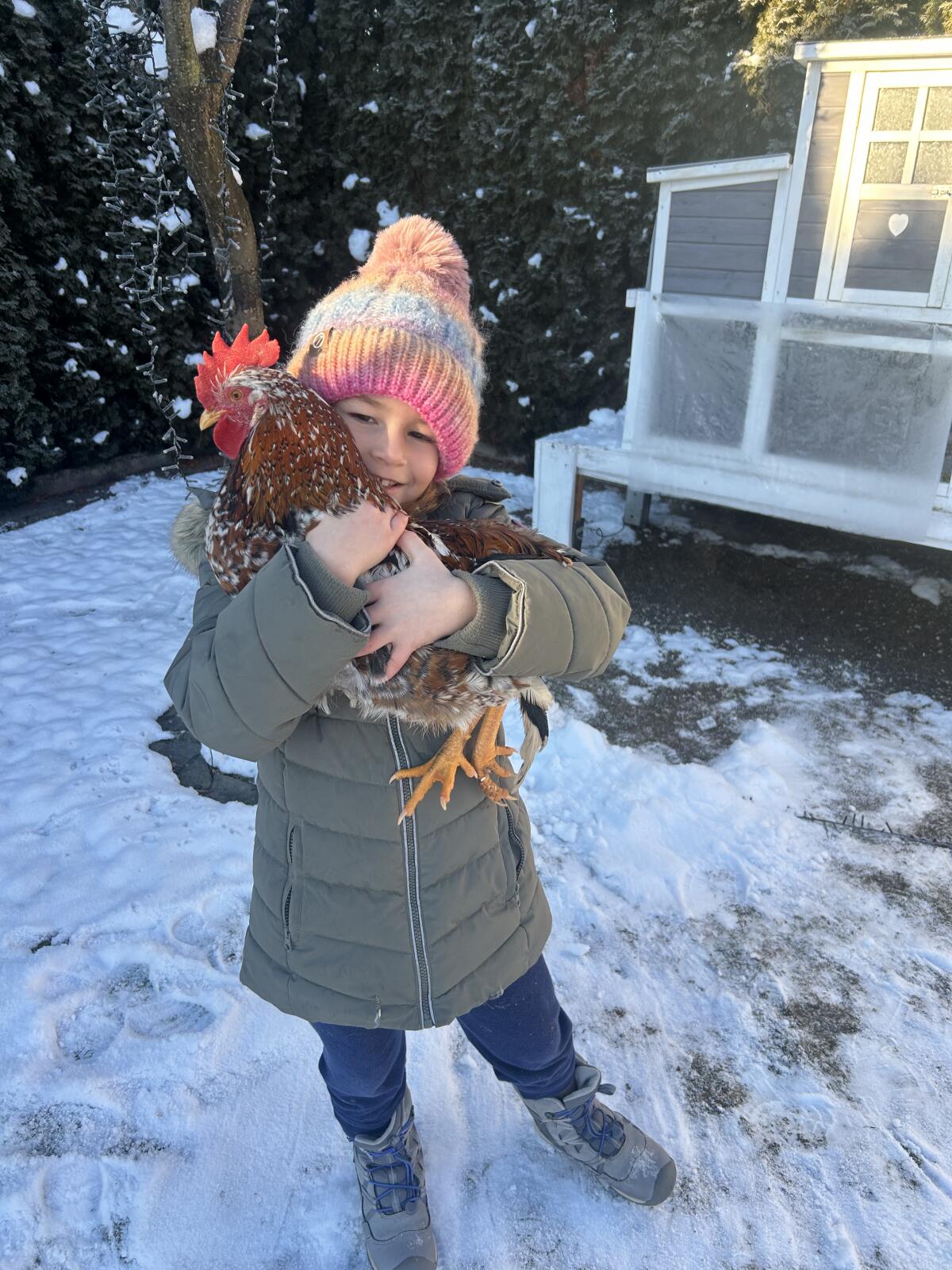 Hahns Rüdiger Hertus – Magdas Hahn sucht ein gutes Zuhause 3