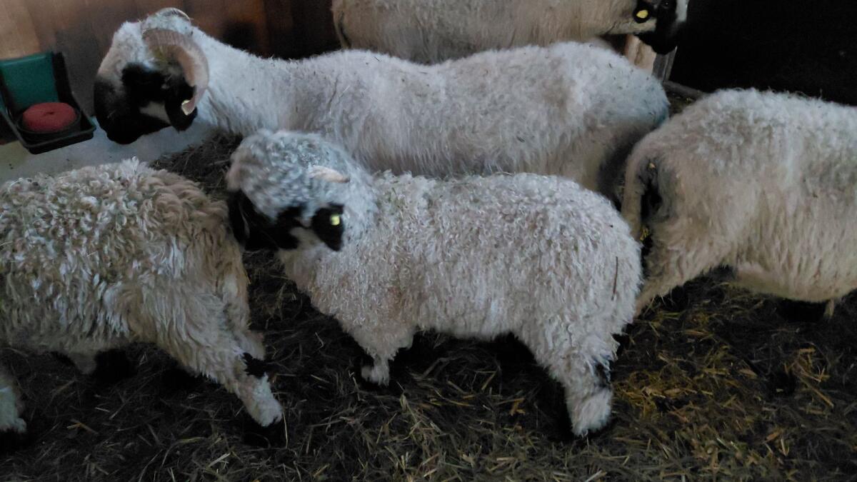 Walliser Schwarznasenwidder 3