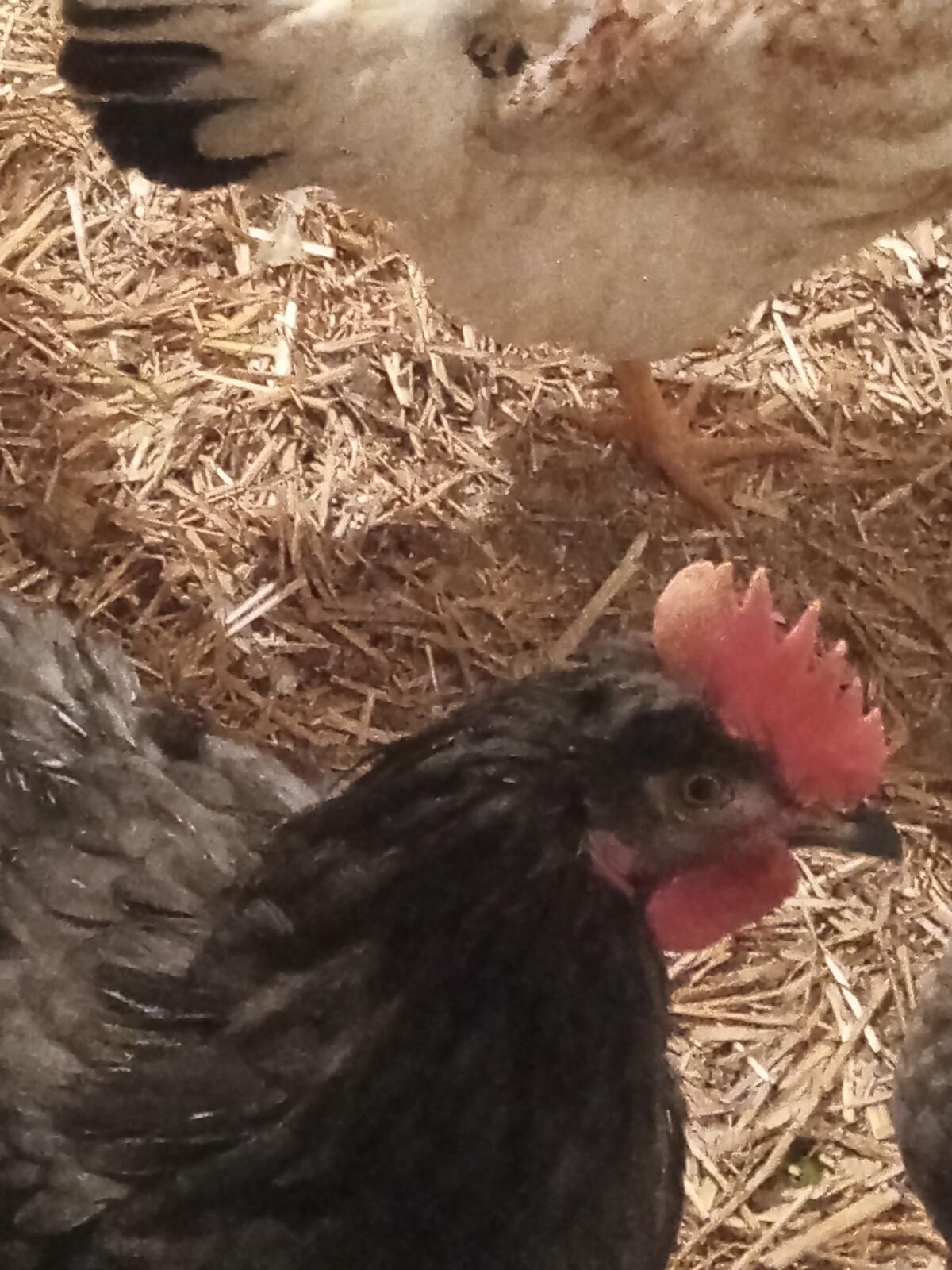 Wunderschöne Hähne aus Eigenbrut 3