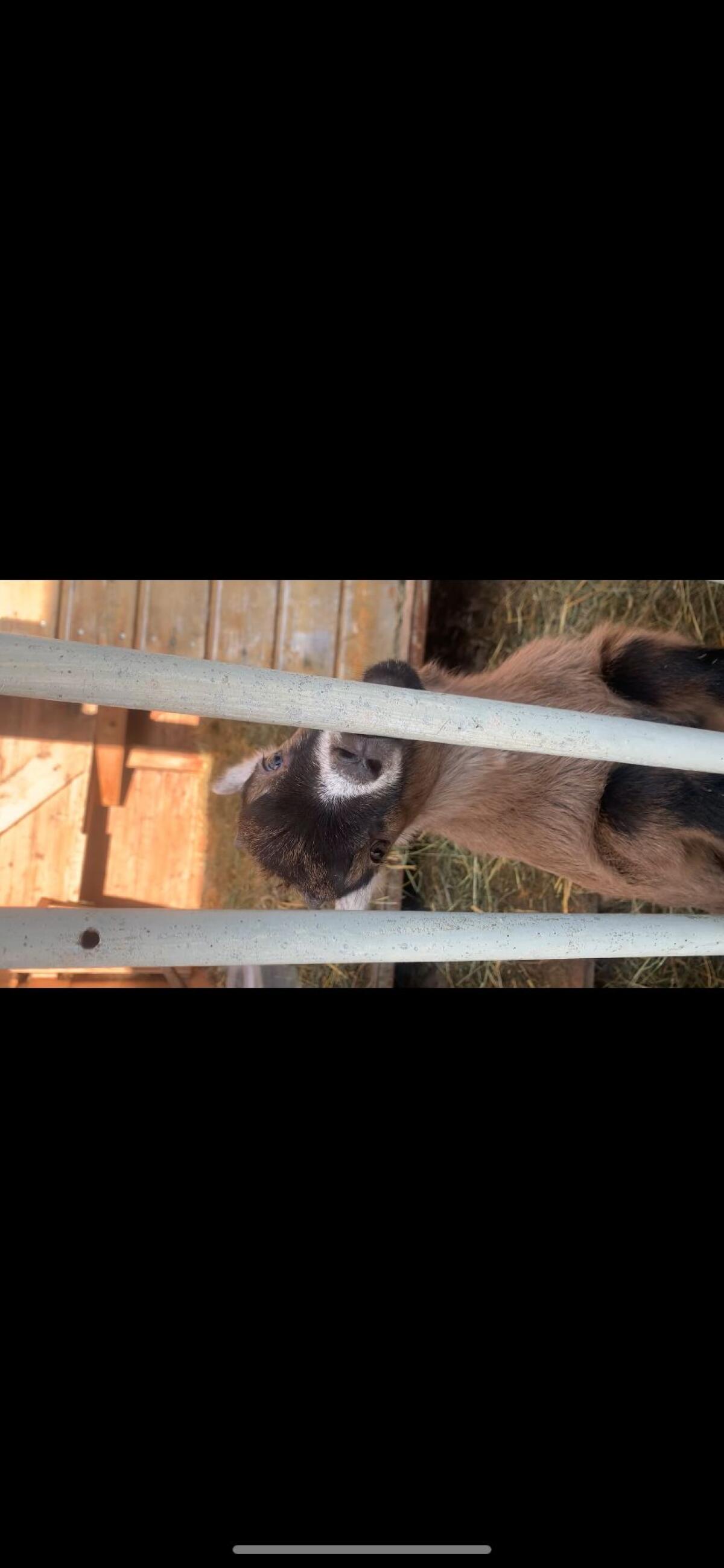 Mini-Zwergziegenbock 2