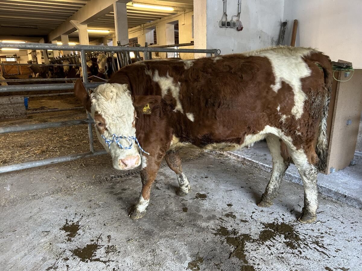 Bio Kalbin trächtig 2