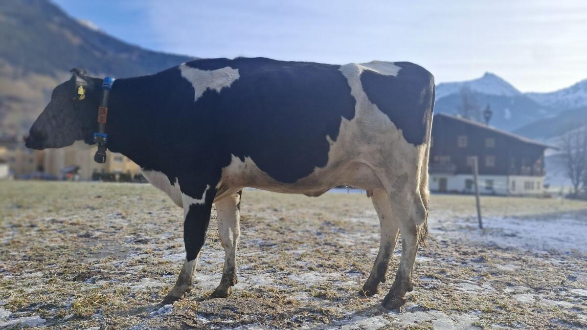 HF Erstlingskuh mit 30 l Tagesgemelk 2