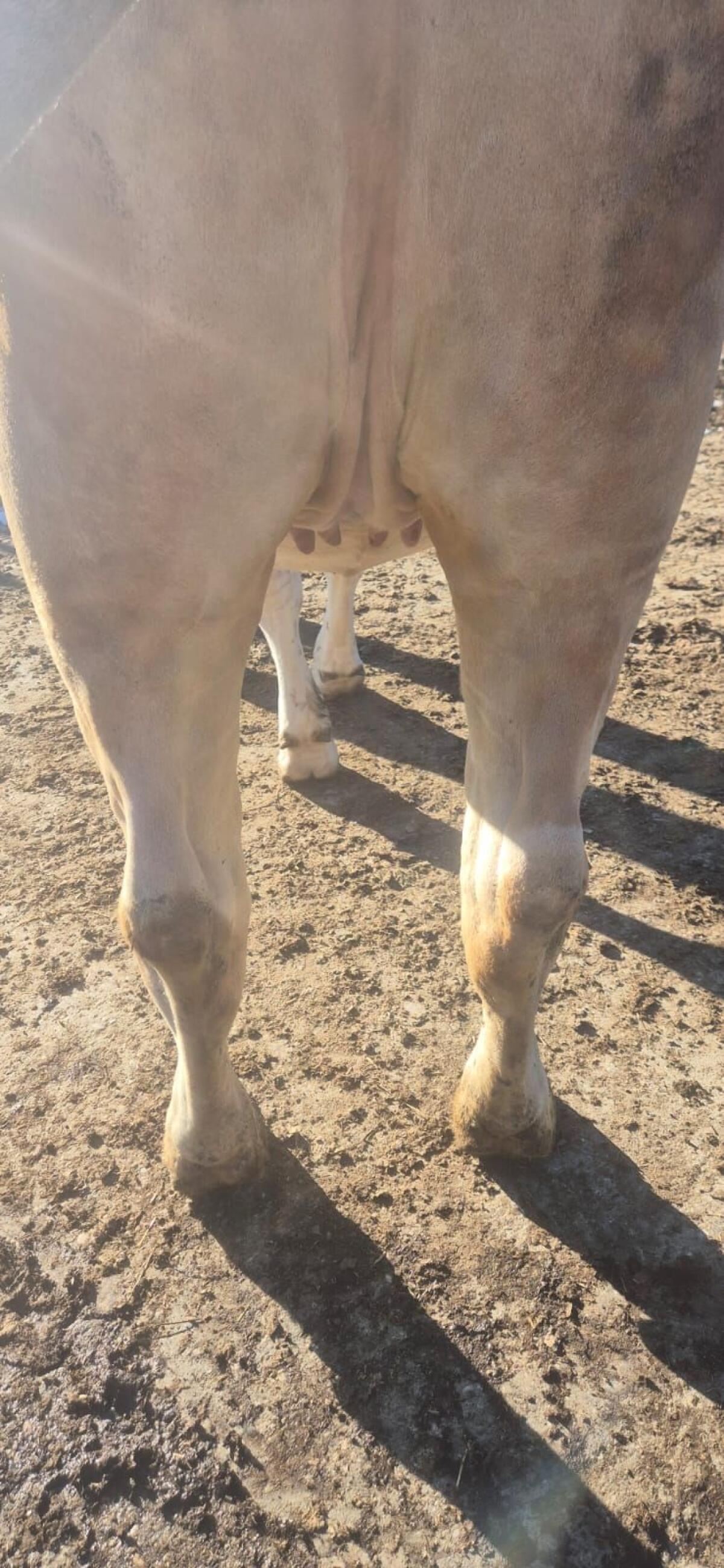 Trächtige Fleckvieh Zuchtkalbin 2