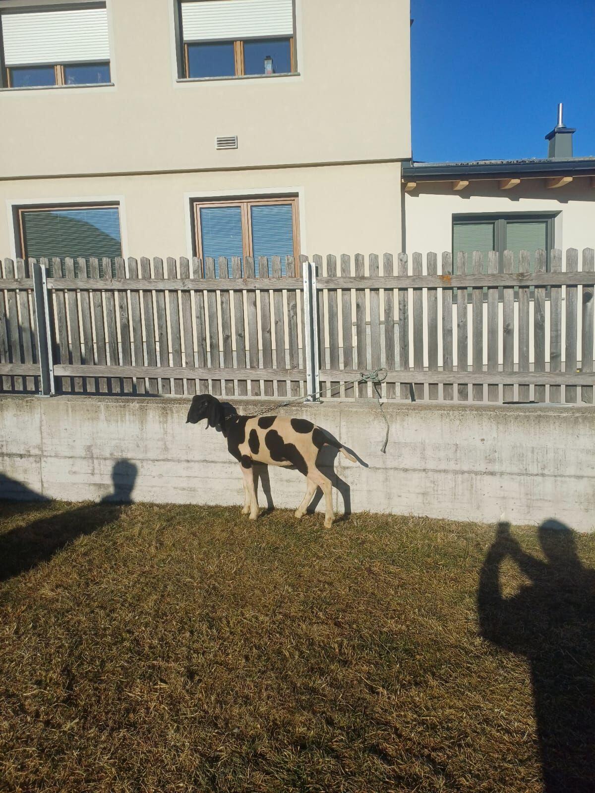 Tscheggenwidder/Tscheggenkilber 2