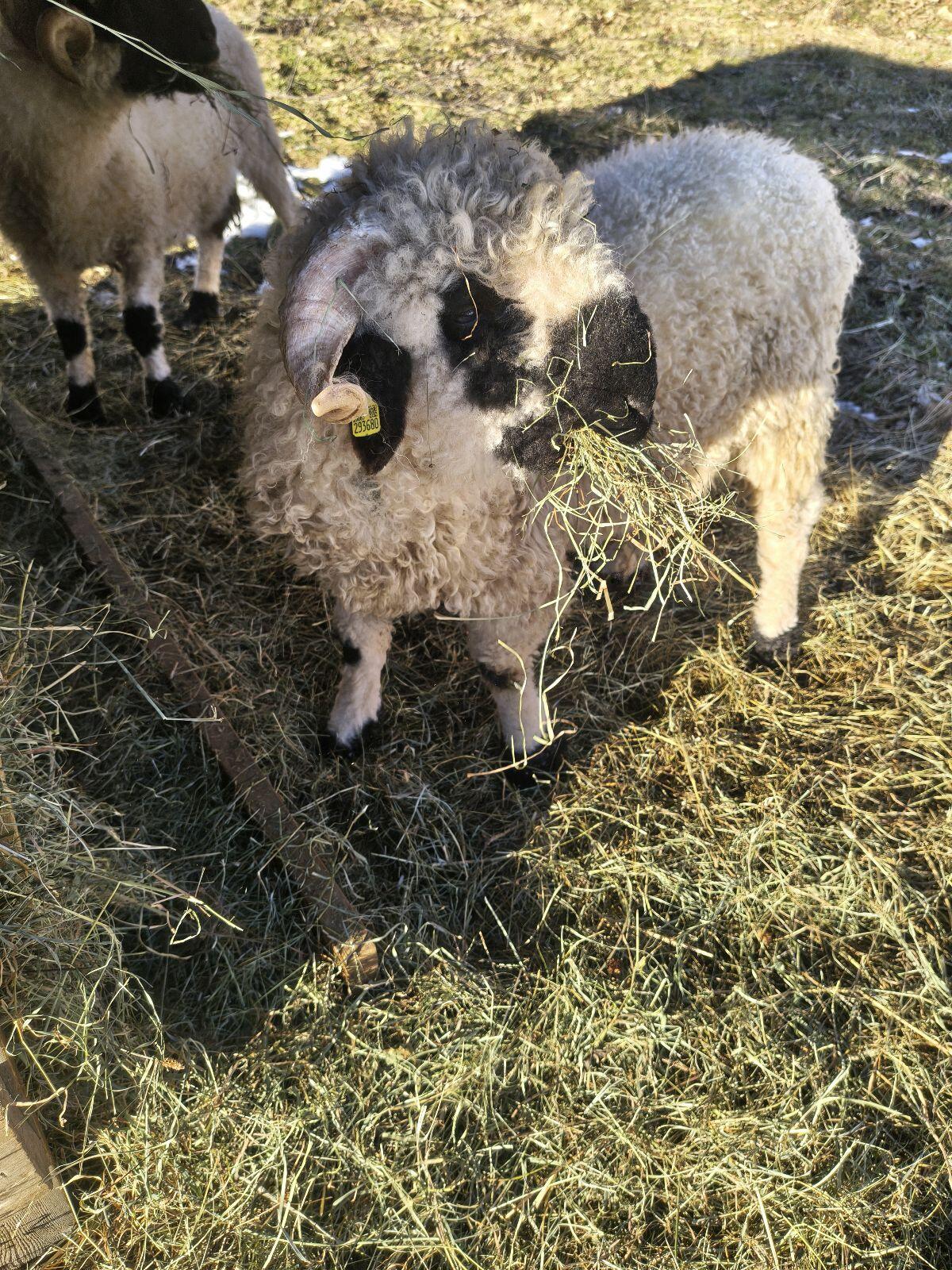 Junger Walliser Schwarznasenwidder 3