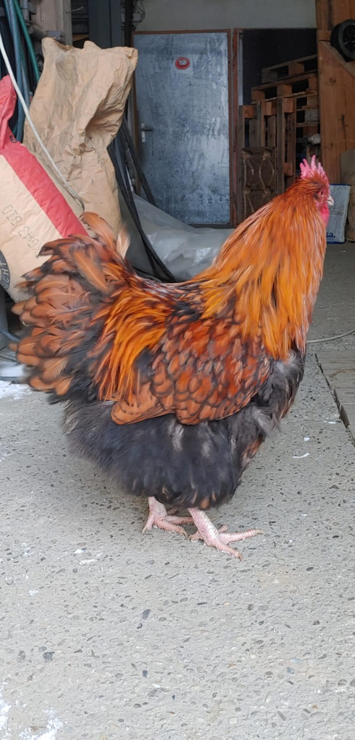 Orpington Hähne zu verkaufen 2