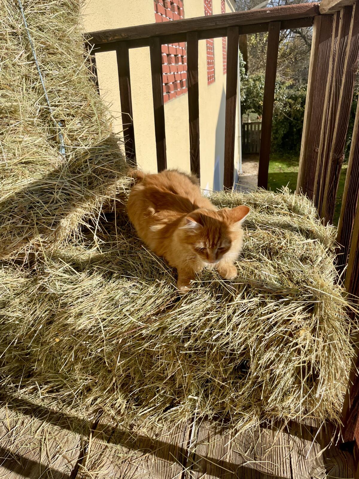 Bio Heu Kleinballen 3