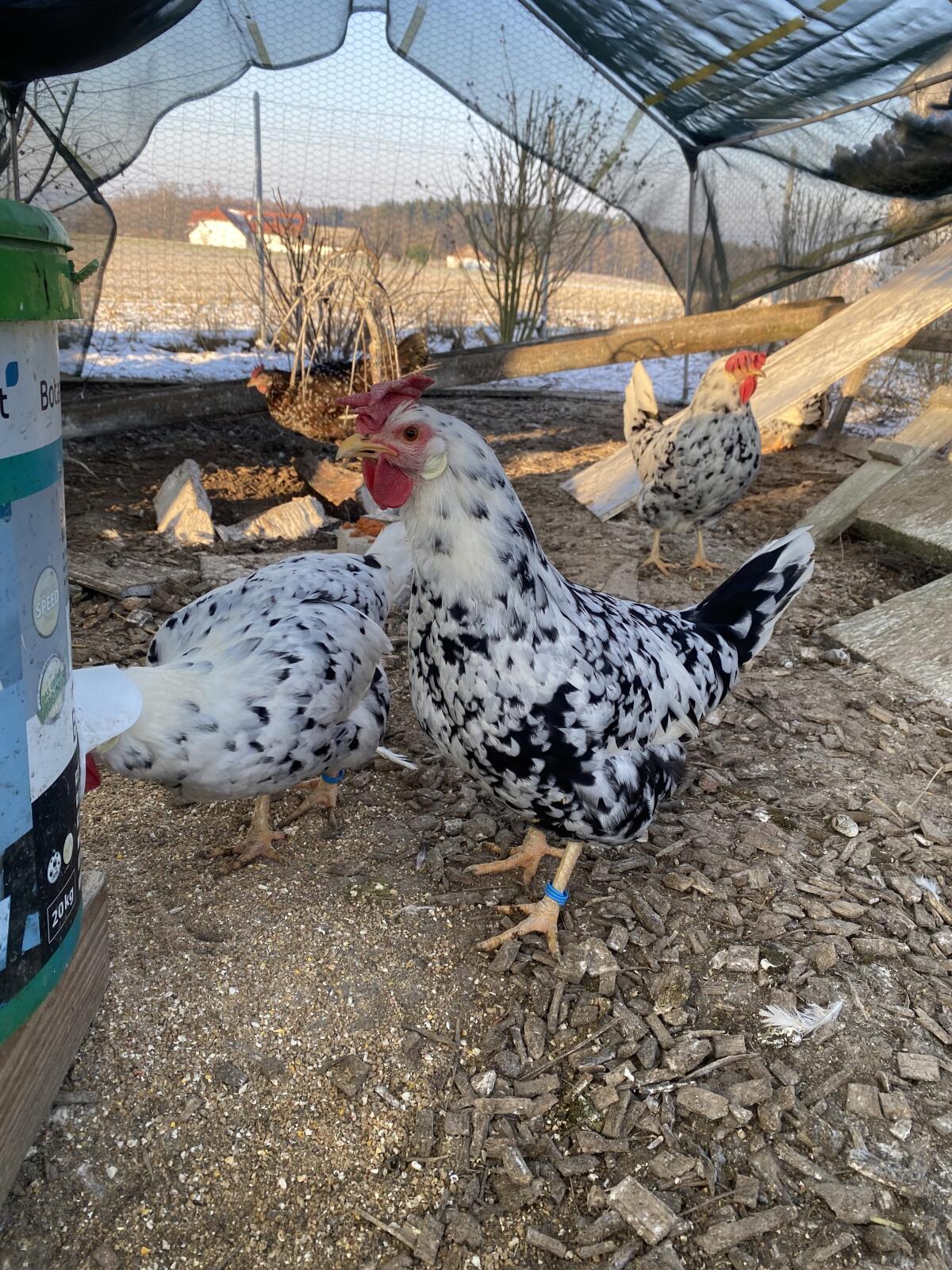 Bruteier Exchequer Leghorn 2