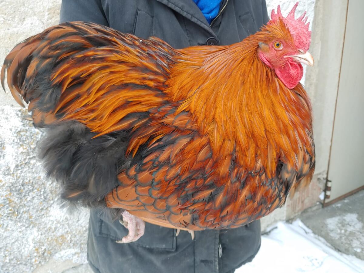 Orpington Hähne zu verkaufen 3