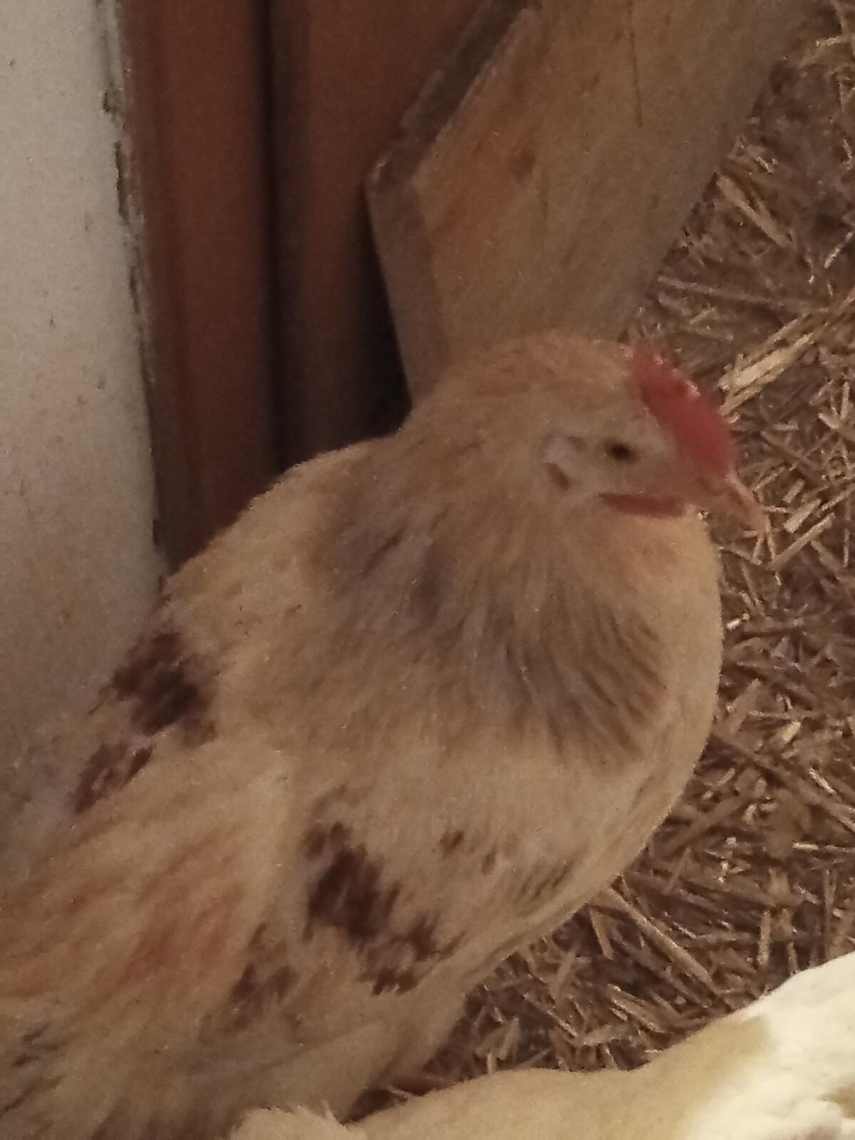 Wunderschöne Hähne aus Eigenbrut 2