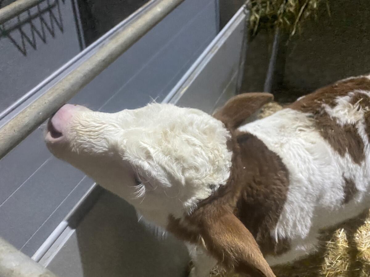 Bio-Fleckvieh-Kälber 2