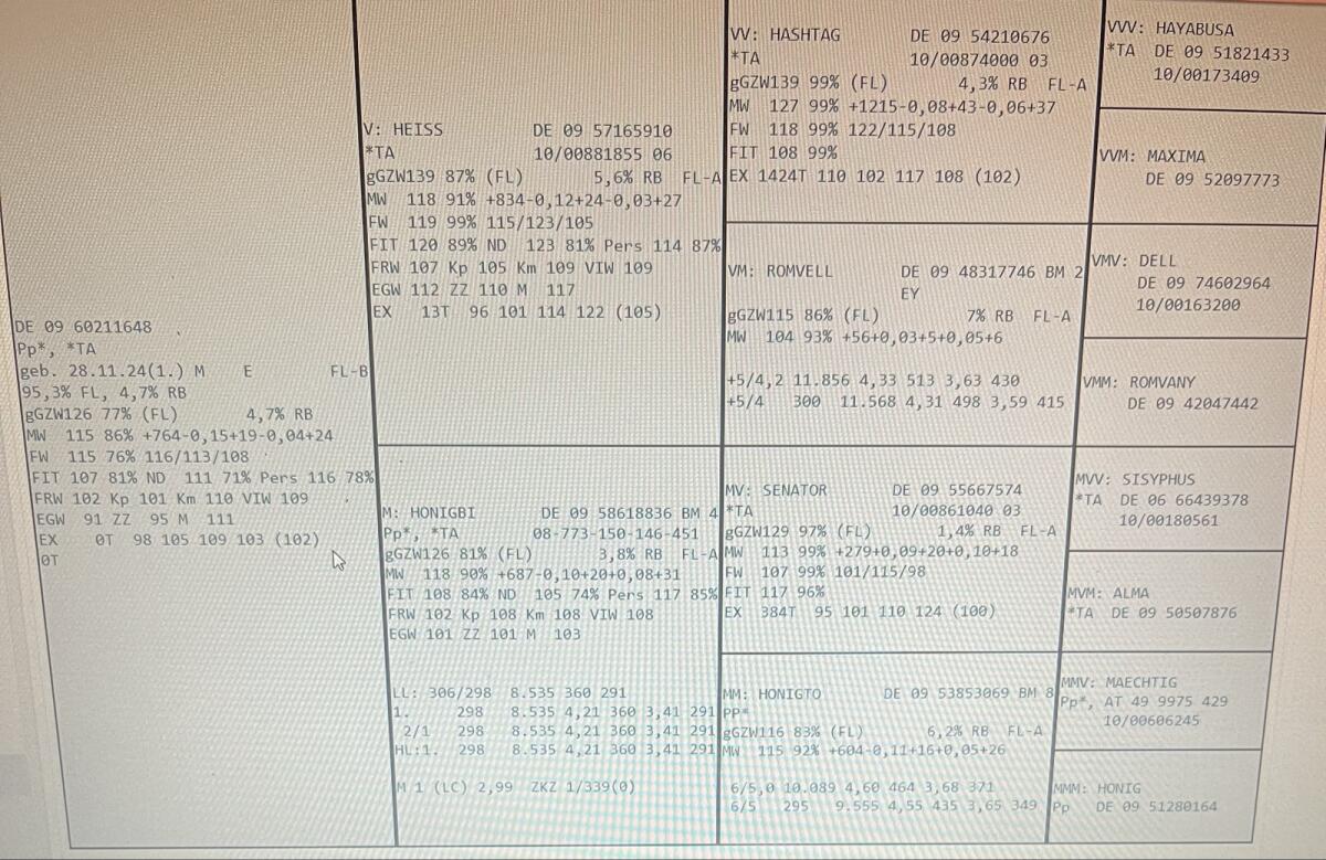 Fleckvieh Deckstier Sprungstier Deckbulle Zuchtbulle 3