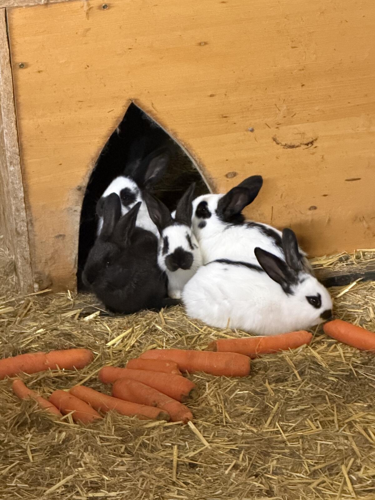 Junge Fleischhasen 2