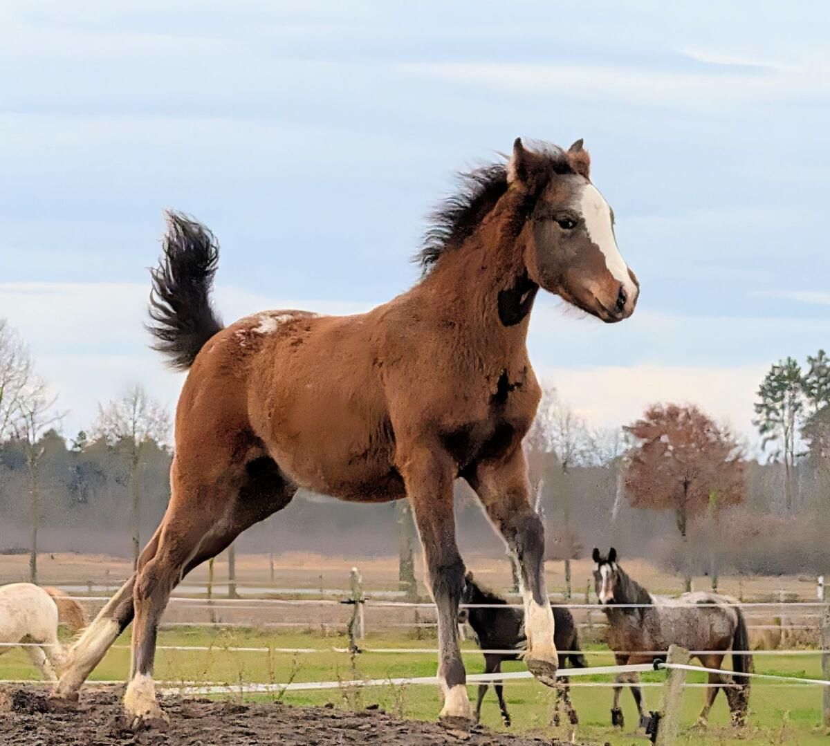 Stutfohlen Appaloosa mal deutsches Reitpony 3