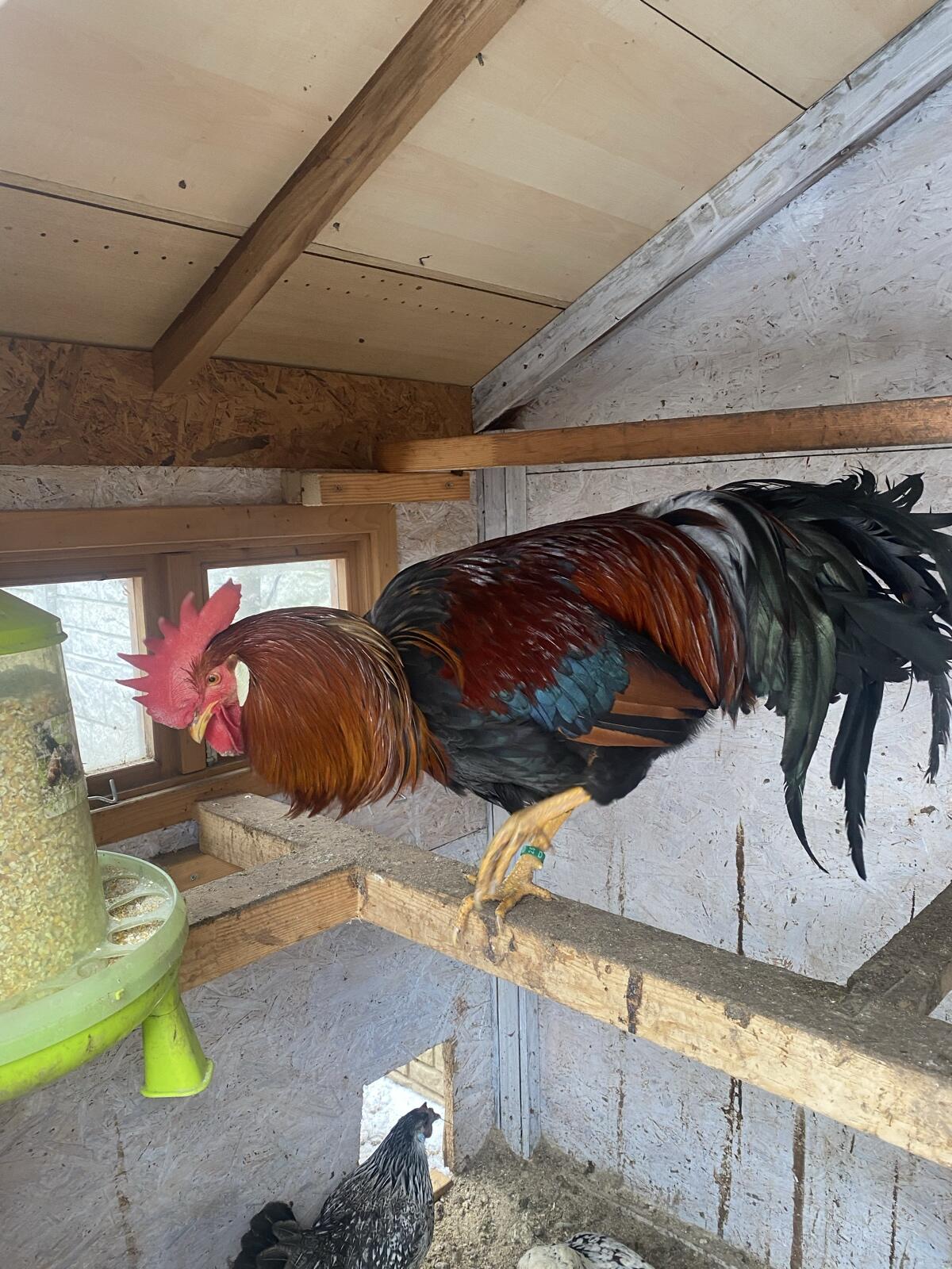 Italiener Huhn rebhuhnhalsig Bruteier 3