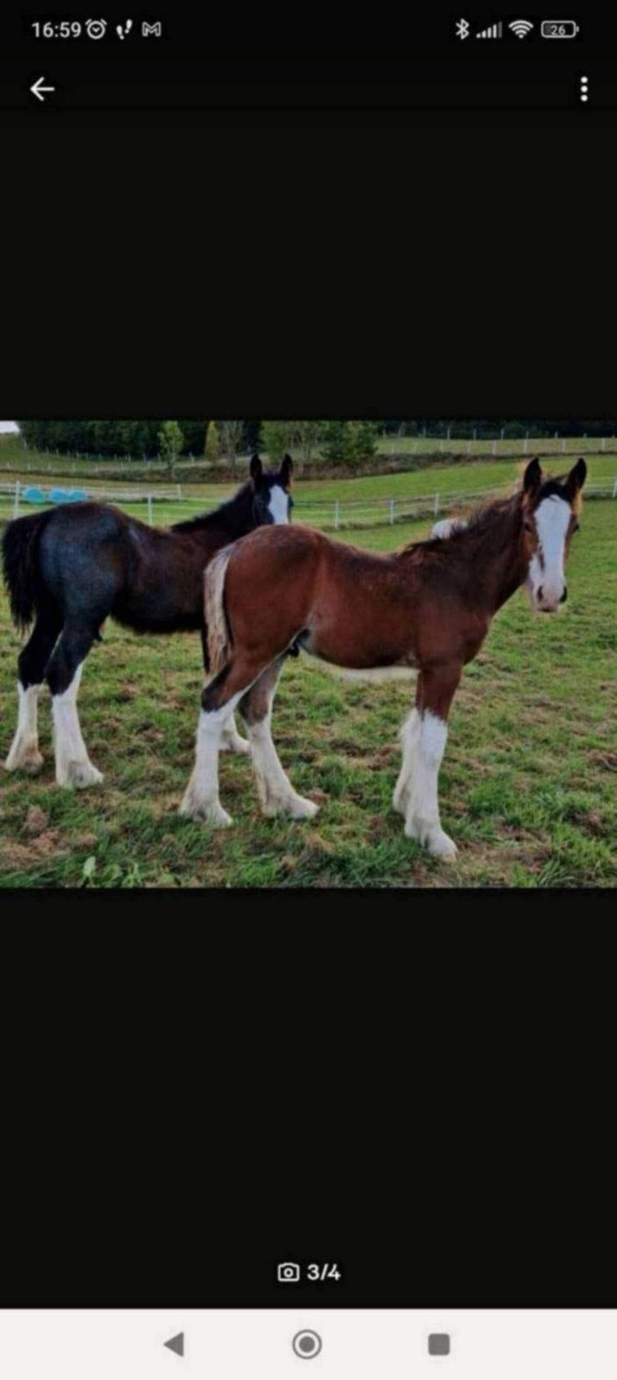 Shire Horse, größte Pferderasse der Welt 2