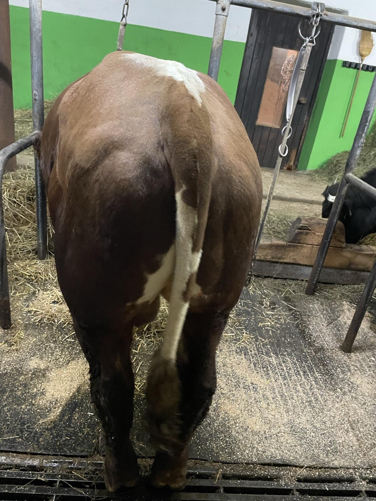 Verkaufe Tuxer Stier 3