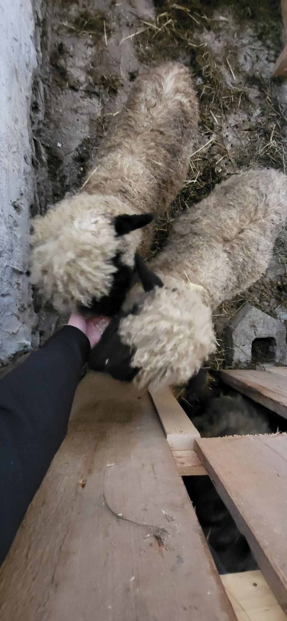 Walliser Schwarznasenlamm 2