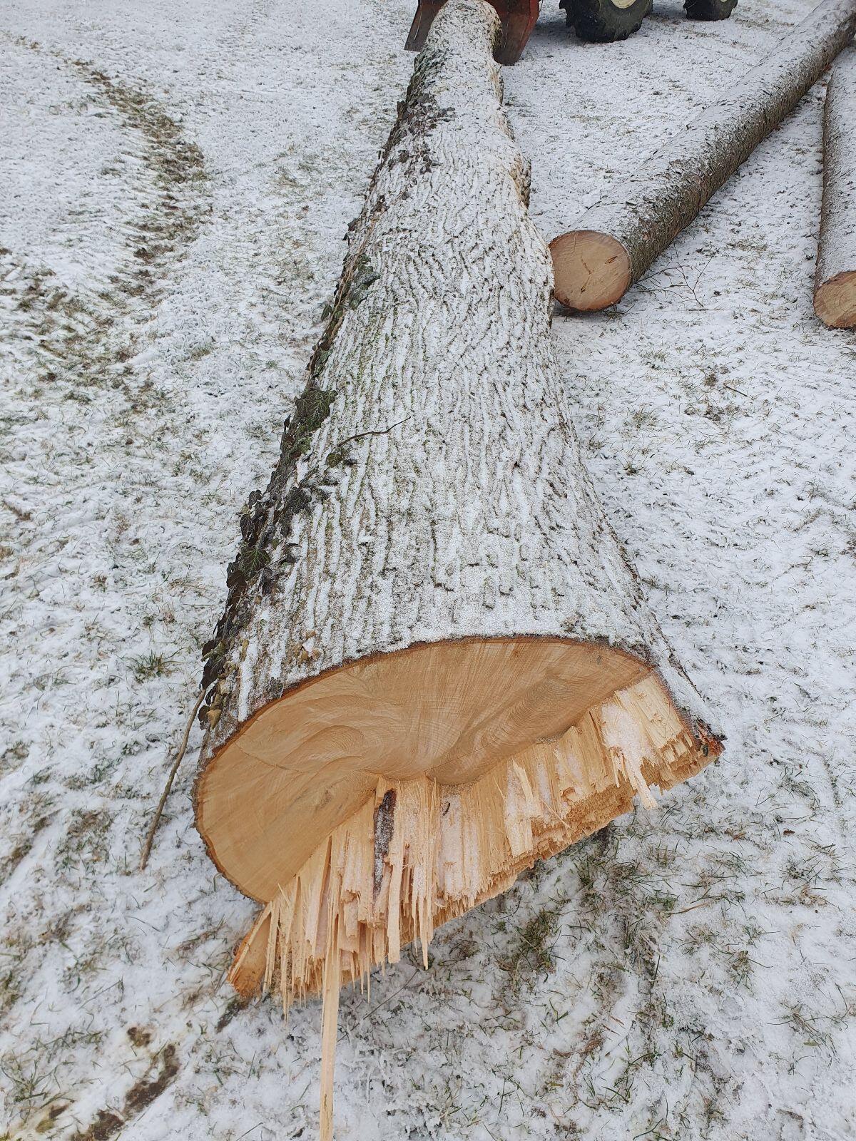 Lindenholz, Lindenstämme 3