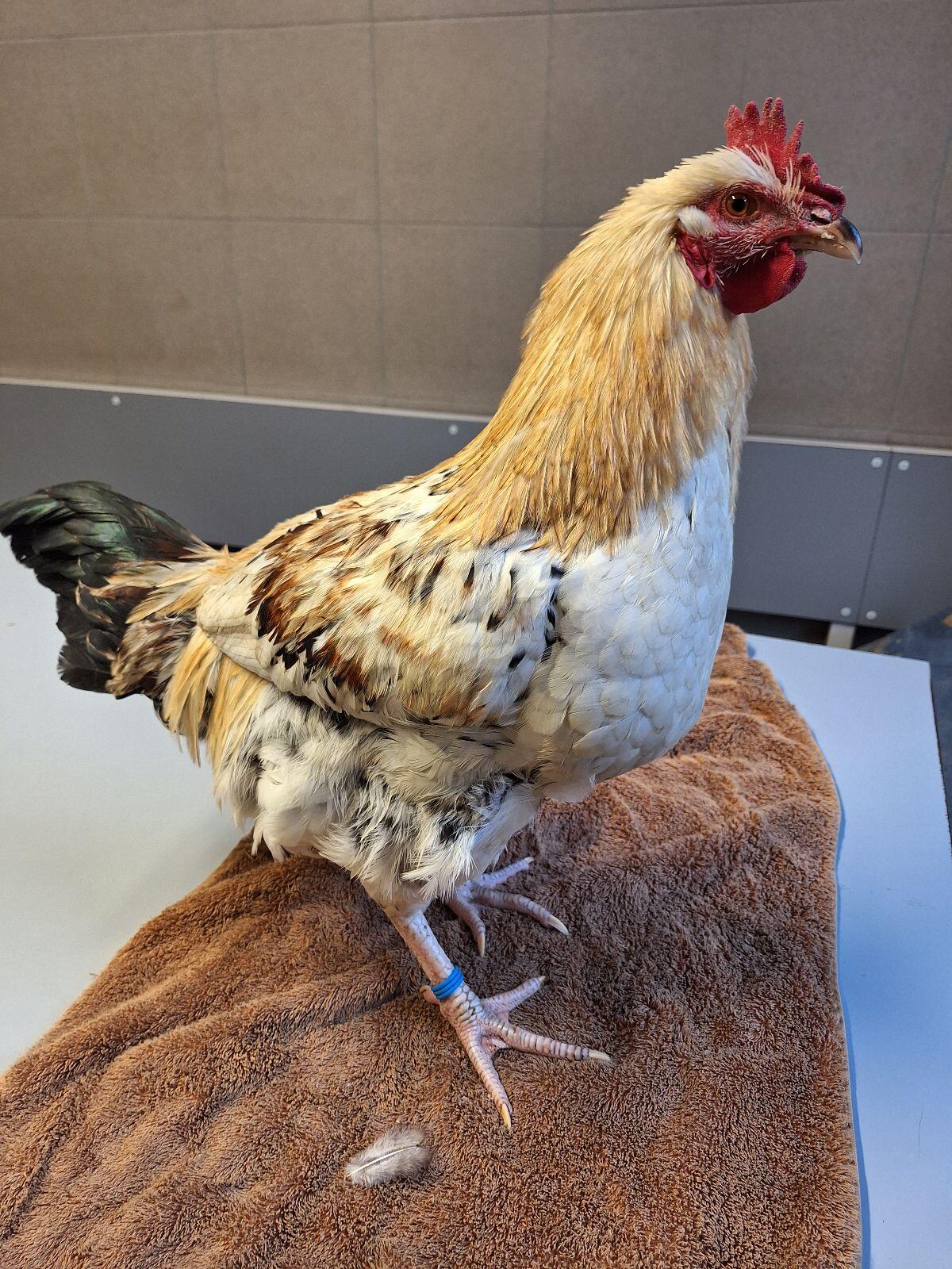 Junghähne zu verkaufen 3