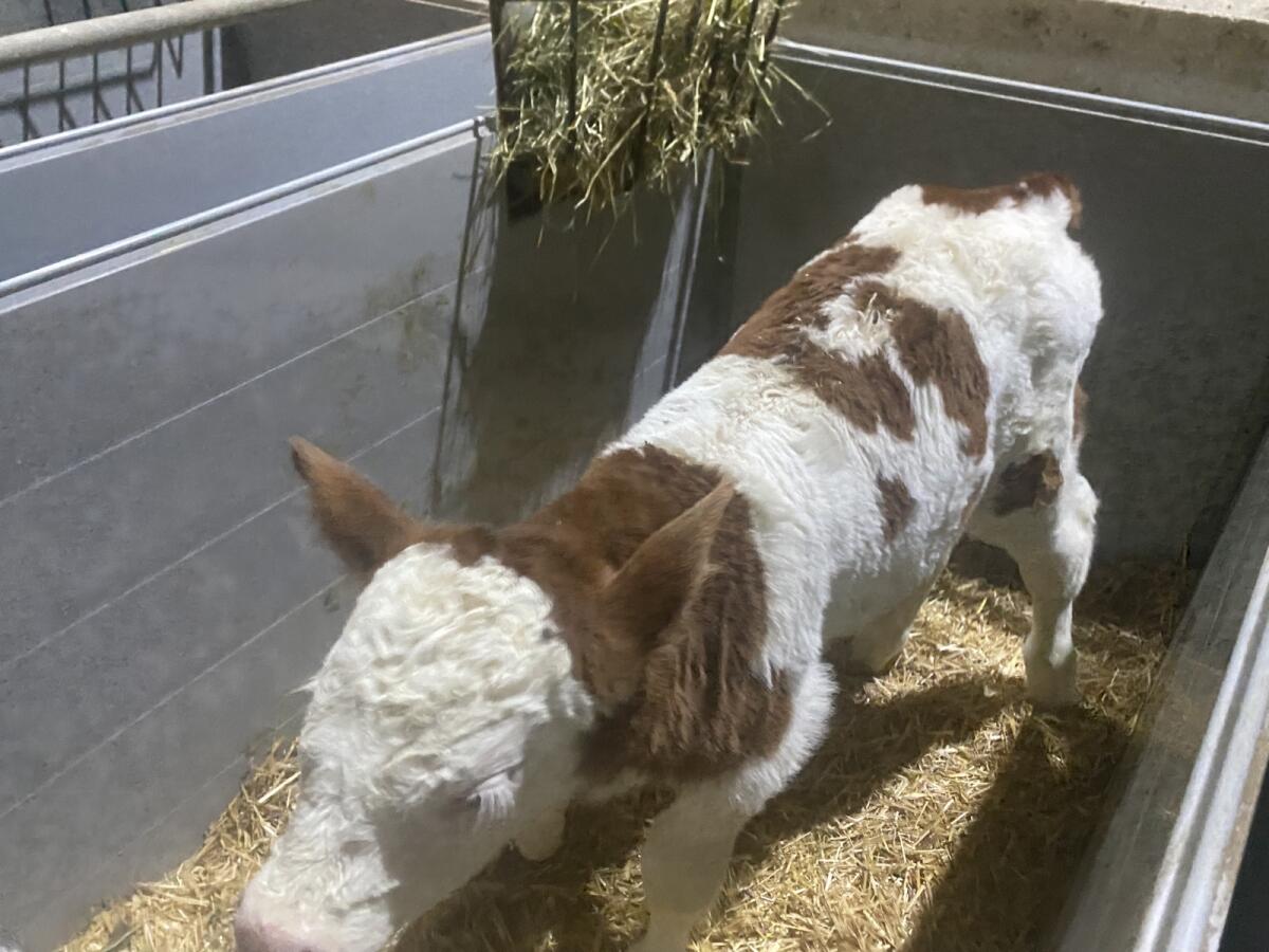 Bio-Fleckvieh-Kälber 3