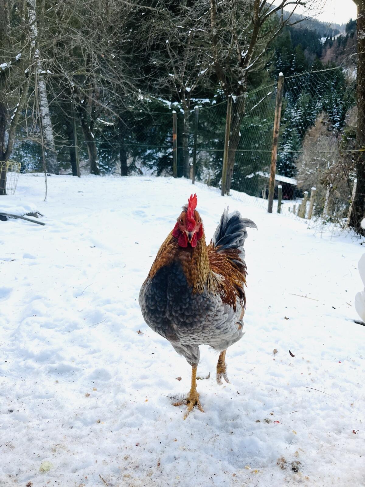 Araucana-Mix Junghahn 2