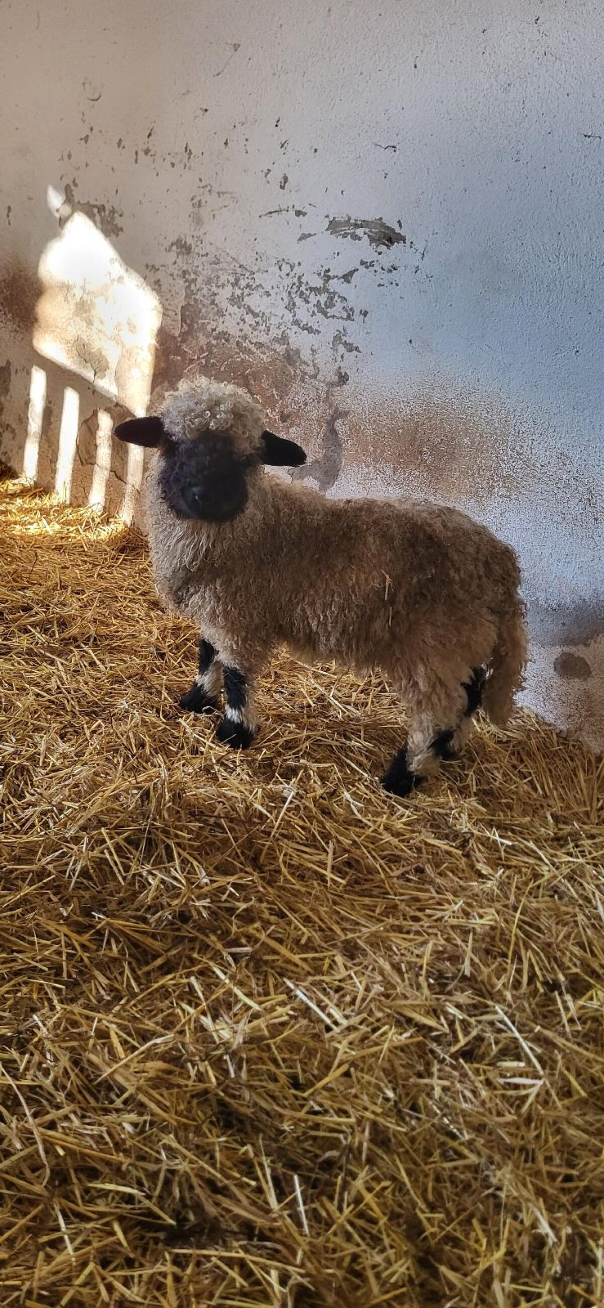 Walliser Schwarznasenlamm 3