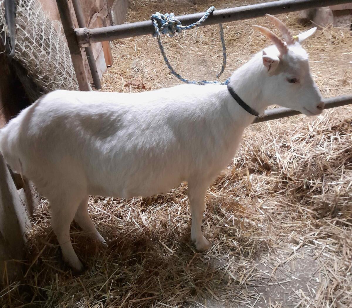Verkaufe 2 junge weibliche Ziegen 2