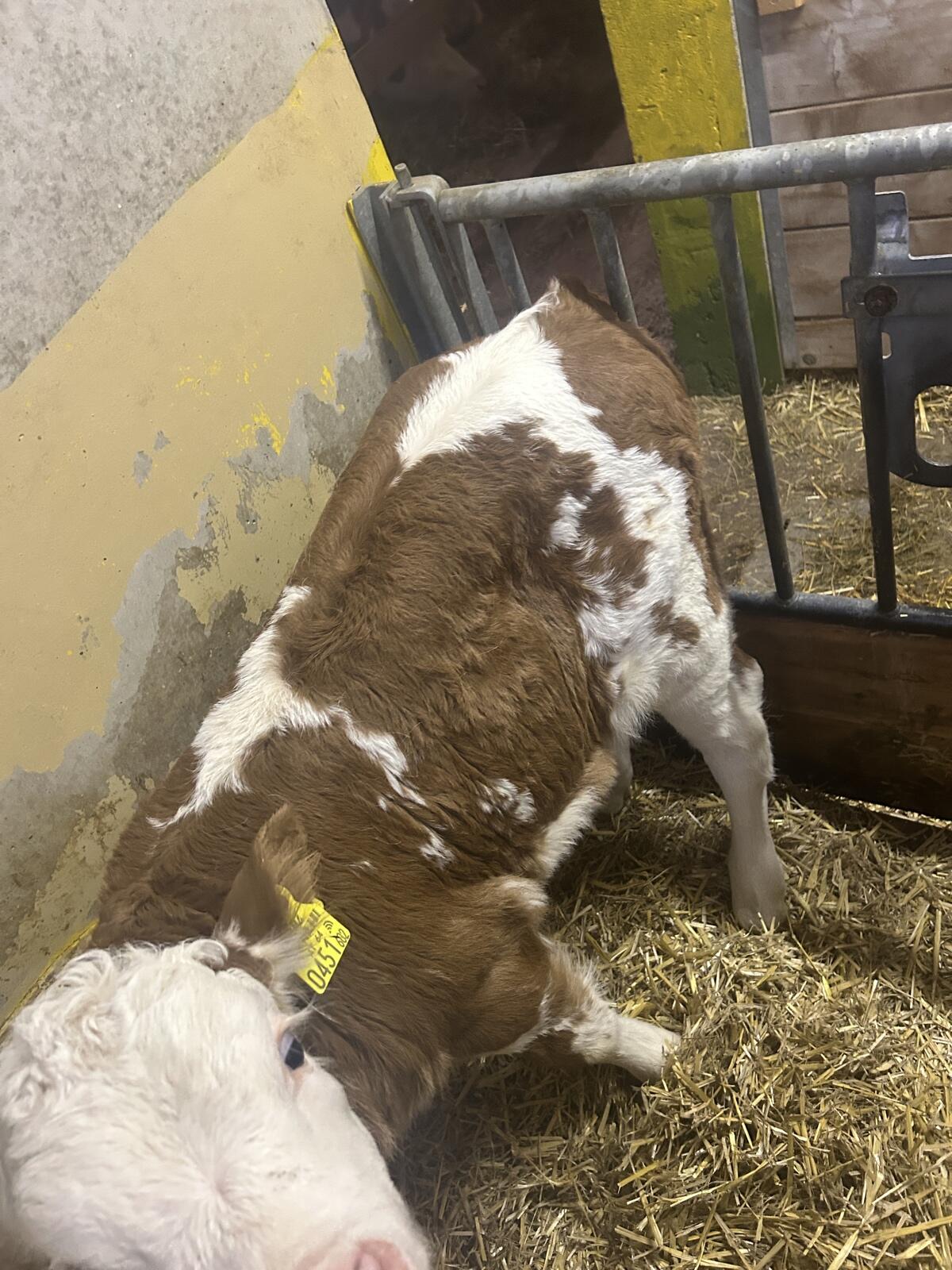 Verkaufe FL Kuhkalb 3